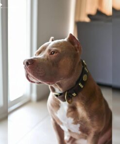 Alternative view of The "Maximus" collar 2.5 inch wide brown & gold